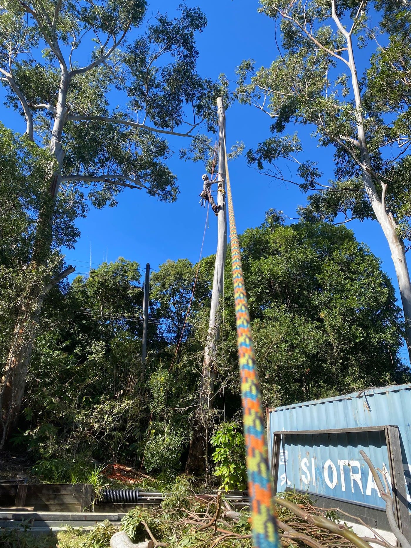 Work by Greenish Tree Care